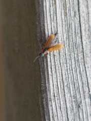 Anthocomus rufus