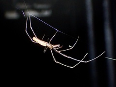 Tetragnatha nitens
