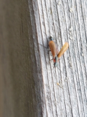 Anthocomus rufus
