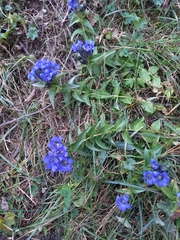 Gentiana septemfida