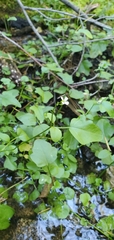 Cardamine breweri