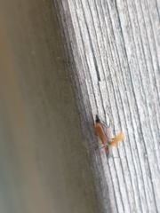 Anthocomus rufus
