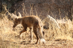 Vulpes vulpes silacea