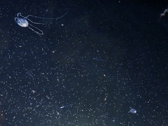 Copula sivickisi