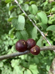 Disholcaspis quercusglobulus