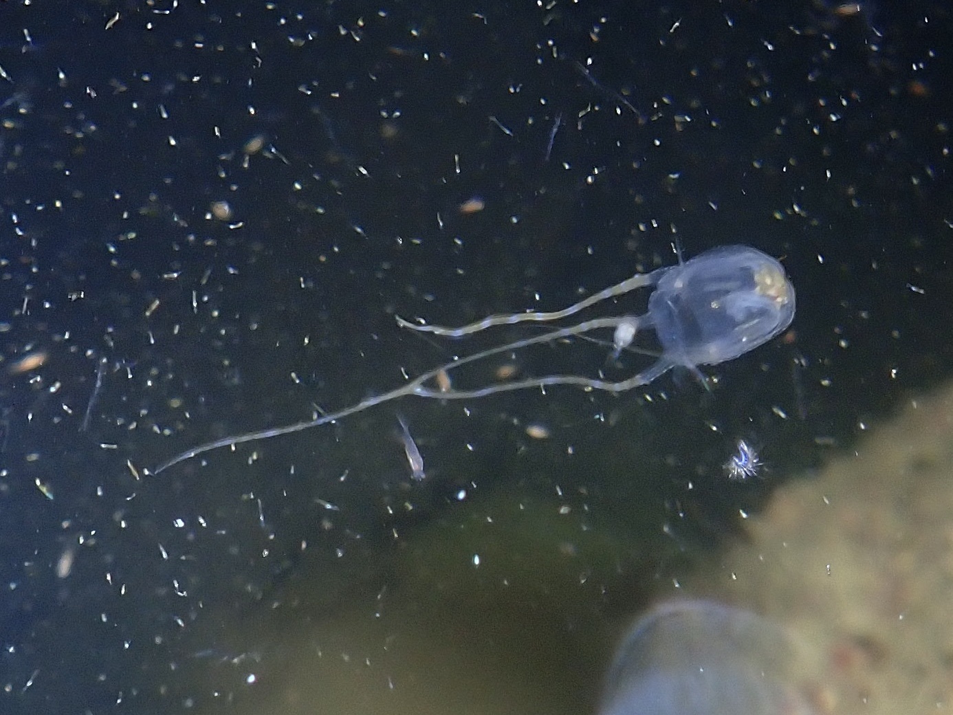Copula sivickisi (Stiasny, 1926)