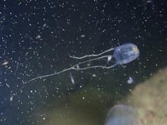 Copula sivickisi