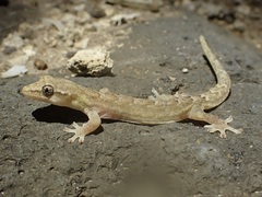 Lepidodactylus lugubris