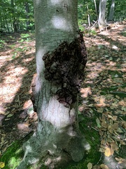 Agrobacterium radiobacter