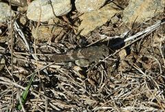 Oedipoda germanica