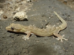 Lepidodactylus lugubris