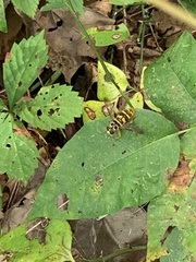 Milesia virginiensis