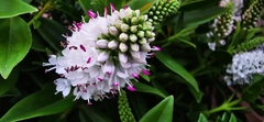 Magnoliopsida