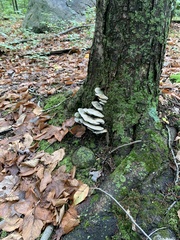 Rigidoporus populinus