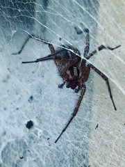Tegenaria domestica