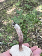 Tylopilus violatinctus