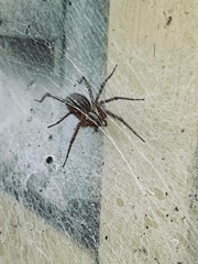 Tegenaria domestica