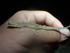 Lepidodactylus lugubris
