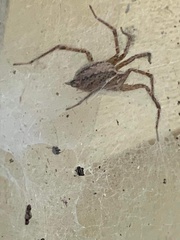 Tegenaria domestica
