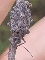 Brochymena quadripustulata