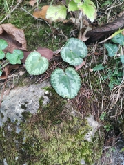 Cyclamen purpurascens