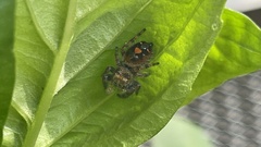 Phidippus audax