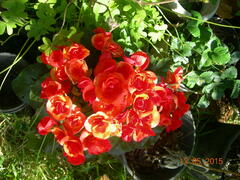 Begonia × hiemalis