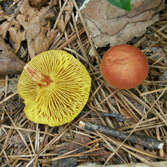 Phylloporus