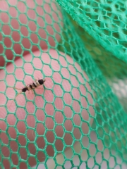 Orchesella spectabilis