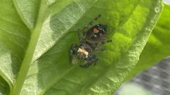 Phidippus audax