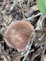 Tylopilus violatinctus