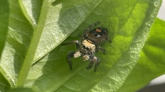 Phidippus audax