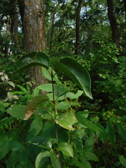 Populus balsamifera