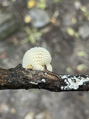 Neofavolus americanus