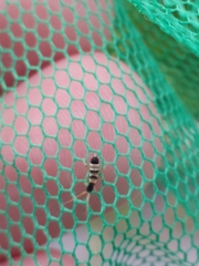 Orchesella spectabilis