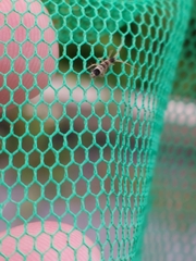 Orchesella spectabilis