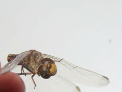Sympetrum meridionale