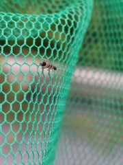 Orchesella spectabilis