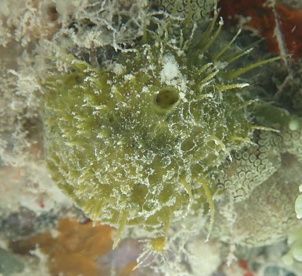 tangerine sponge