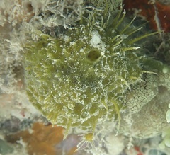 Tethya actinia