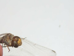 Sympetrum meridionale