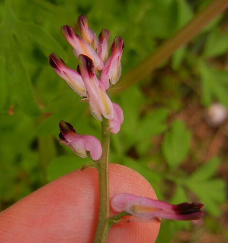 Fumaria purpurea, photograph 5