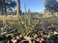 Euphorbia silenifolia