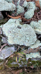 Flavoparmelia baltimorensis