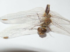 Sympetrum meridionale