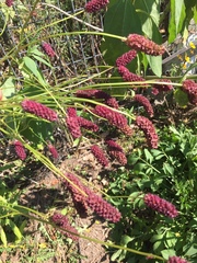 Sanguisorba