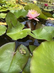Pelophylax ridibundus