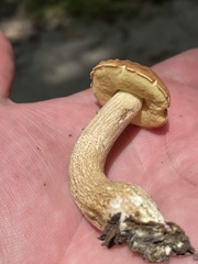 Leccinellum rugosiceps
