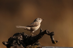 Curruca iberiae