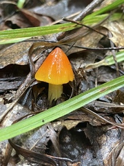 Hygrocybe acutoconica